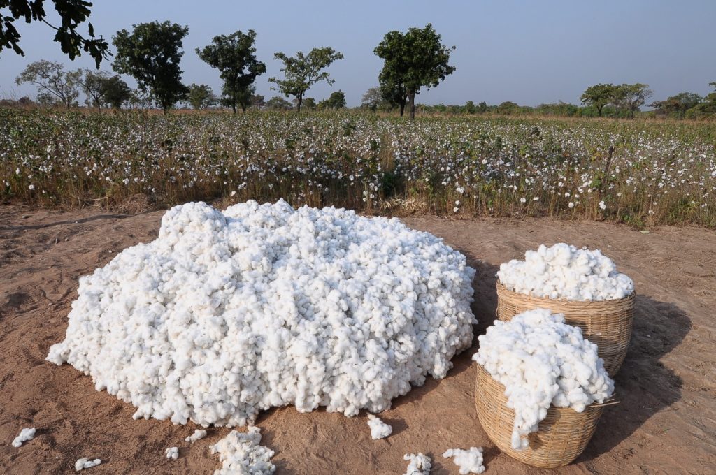 A good harvest for a farmer. Harvest piled in front of a cotton field ready for picking.
