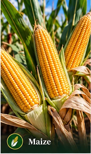 Maize agricultural value chain